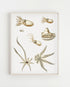 light wood frame octopus varieties print wall art